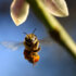More Than Honey More Than Honey