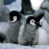 Die Reise der Pinguine Die Reise der Pinguine