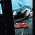 Jaws