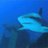 Ocean Wonderland 