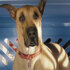 Marmaduke