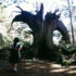 Pan's Labyrinth