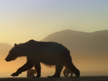 «L’ours en moi» - Un documentaire sublime et sauvage
