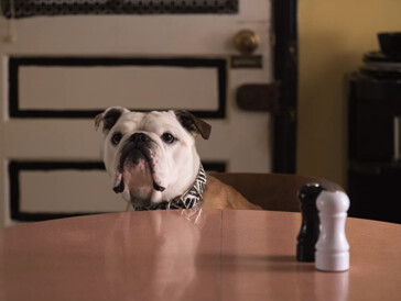 Les chiens au cinéma: 9 chiens récompensés pour leurs prestations sur grands écrans