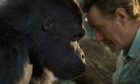 «Der einzig wahre Ivan»: Ein handzahmer Gorilla neu auf Disney+