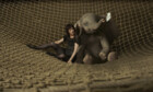 Der Disney-Klassiker «Dumbo» erhält von Tim Burton eine Frischzellenkur