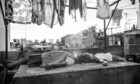 Mostra de Venise 2018 : «Roma» - La leçon de cinéma d'Alfonso Cuarón