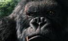 Soundtracker Shore verlässt «King Kong»