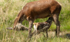 Bambi. Eine Lebensgeschichte aus dem Wald