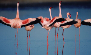Das Geheimnis der Flamingos