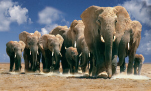 Königreich der Elefanten