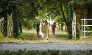 Lassie - Eine abenteuerliche Reise (DVD ...