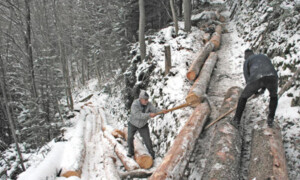 Wenn's chrooset und rumplet - Holzen im Bergwald wie zu Vaters Zeiten